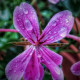 Örülhetnek a növények: kiadós eső érkezett