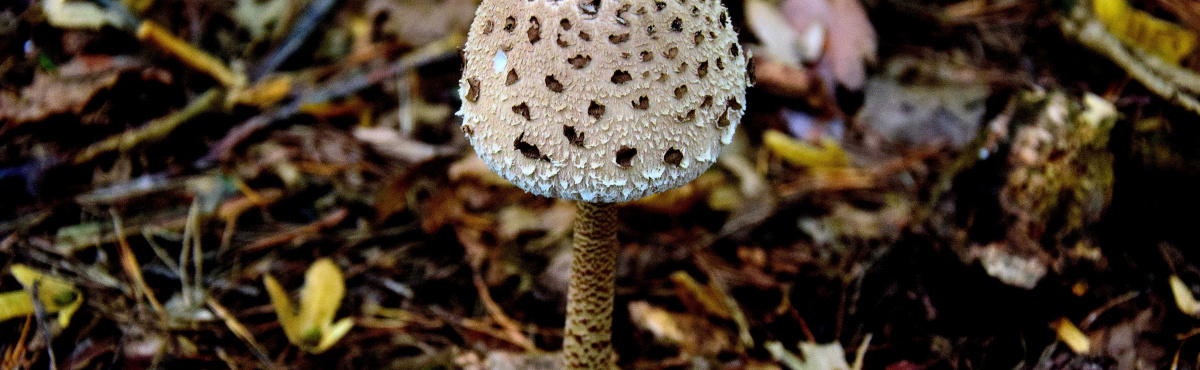 illusztráció