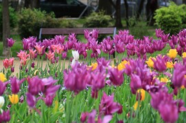 Fázós tulipánok