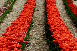 Kőröshegyi tulipánkert 