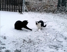 Cicák és a havazás