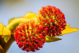Platánfa virága 