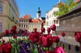 Győr tulipánozönben
