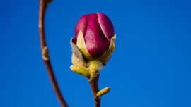 Tulipánfa virágzása