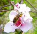 barackvirág méhecskével