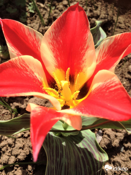 nyílik a tulipán