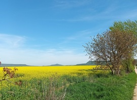 Fields of yellow 