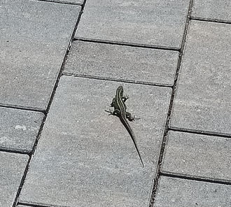 The lizard enjoying the sun 