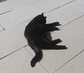 Cats can sunbath as well