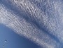 Cirrocumulus undulatus