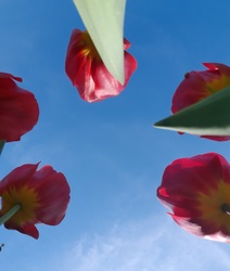 Tulipán9k egymást közt
