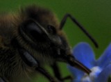 Méh | macro