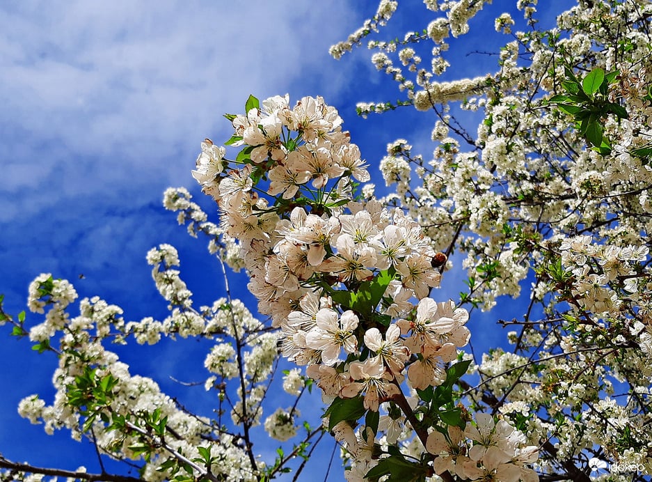 Cseresznyefa virágzása (igaz picit már a végét járja...) :)