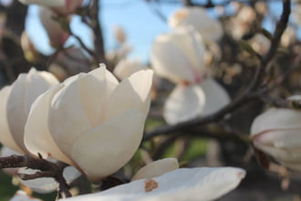 Szép tulipánfa