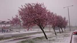 Virágzó fák az áprilisi télben, 2023. 04. 06.