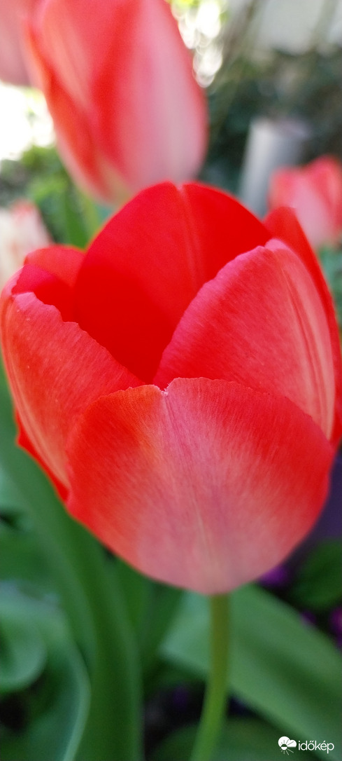 Tulipán2