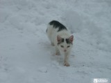 Macska és a tél