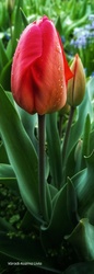 Esőcsepp a tulipánon