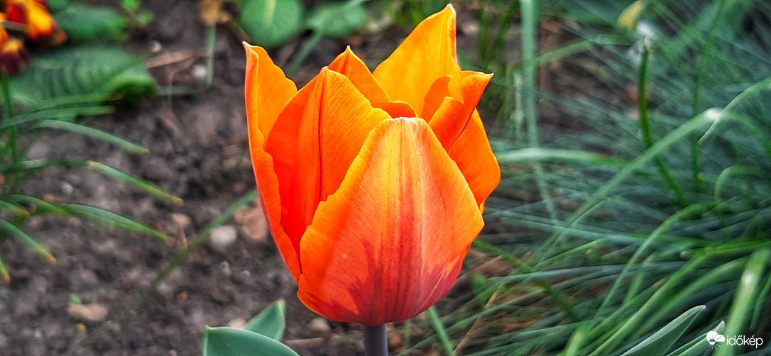 Márciusi tulipán :)
