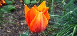 Márciusi tulipán :)
