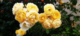 Sárga rózsák :)