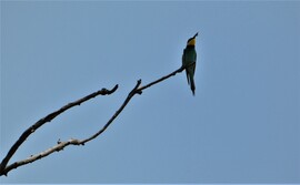 Gyurgyalag a távolban.