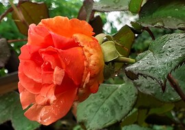Esőben a rózsa