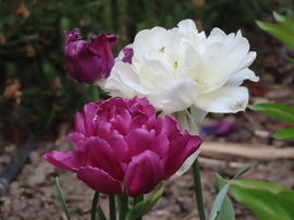 Még nyílnak a tulipánok