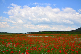 Vadvirágos mező gomolyfelhők alatt 05.21.