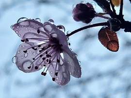 Vérszilva virága esőben is szép...