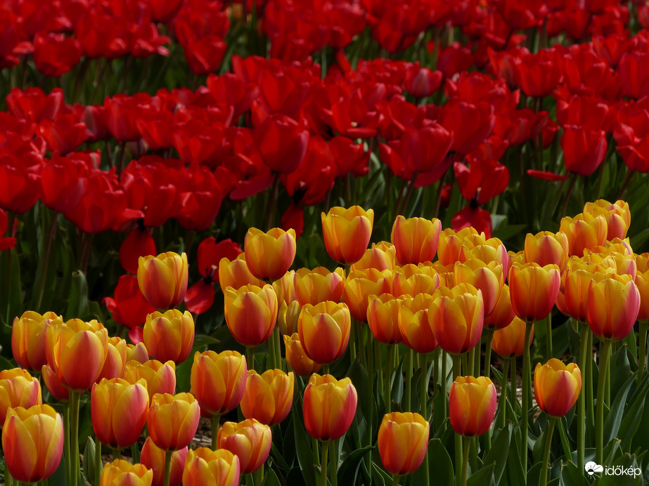 Nekem a tulipánok egyet jelentenek a húsvéttal