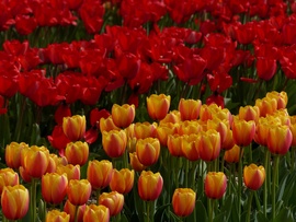 Nekem a tulipánok egyet jelentenek a húsvéttal