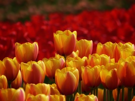 Lángszínű tulipánok 