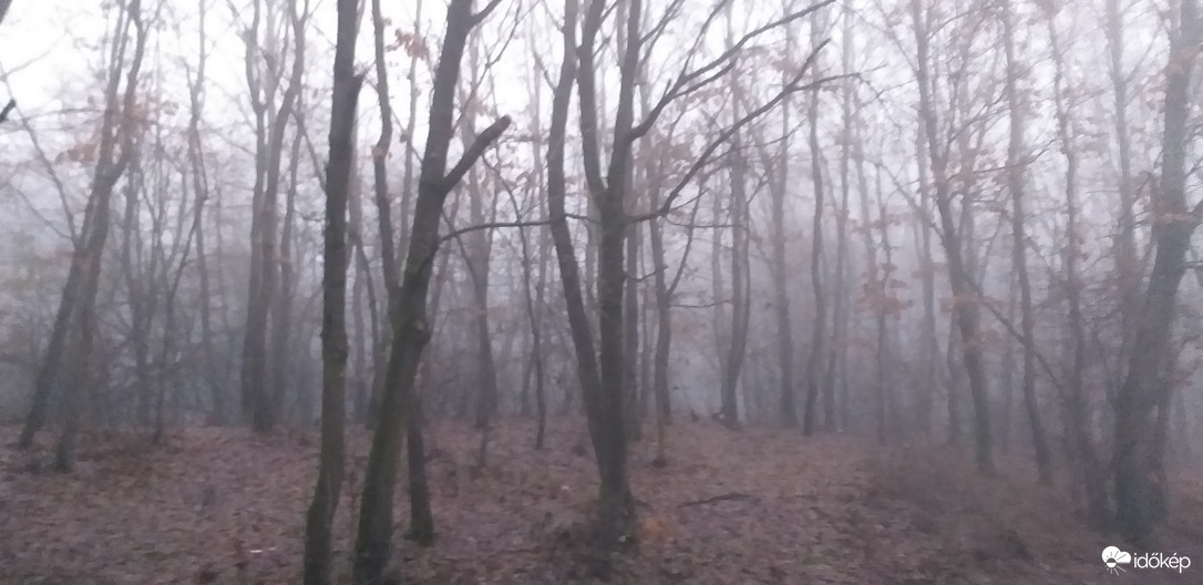 Erdő ködben 
