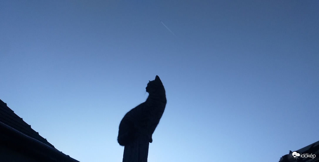 Még a cica is elcsodálkozott, milyen tiszta az égbolt 