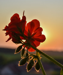 Virág a naplementében