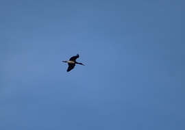 Fekete gólya 