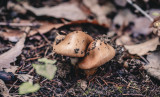 Őszi gombák