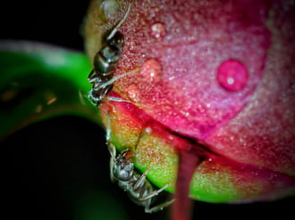 Esős este a pünkösdi rózsa bimbóján
