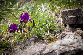 Apró nőszirom (Iris pumila) a füzéri várhegyen.