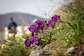 Apró nőszirom (Iris pumila) a Füzéri Várhegyen