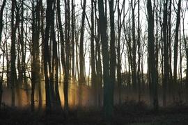 Az erdő szelleme