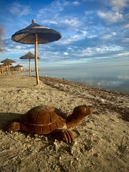Karibi hangulat, kellemes idő, napozó teknős a vonyarcvashegyi strandon 2022 szilveszterén :)