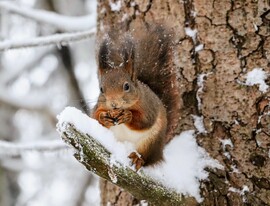 A mókusok világnapja január 21.
