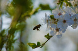Pollenmunkás