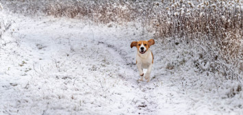 Kezdődik: indul a kiadós havazás