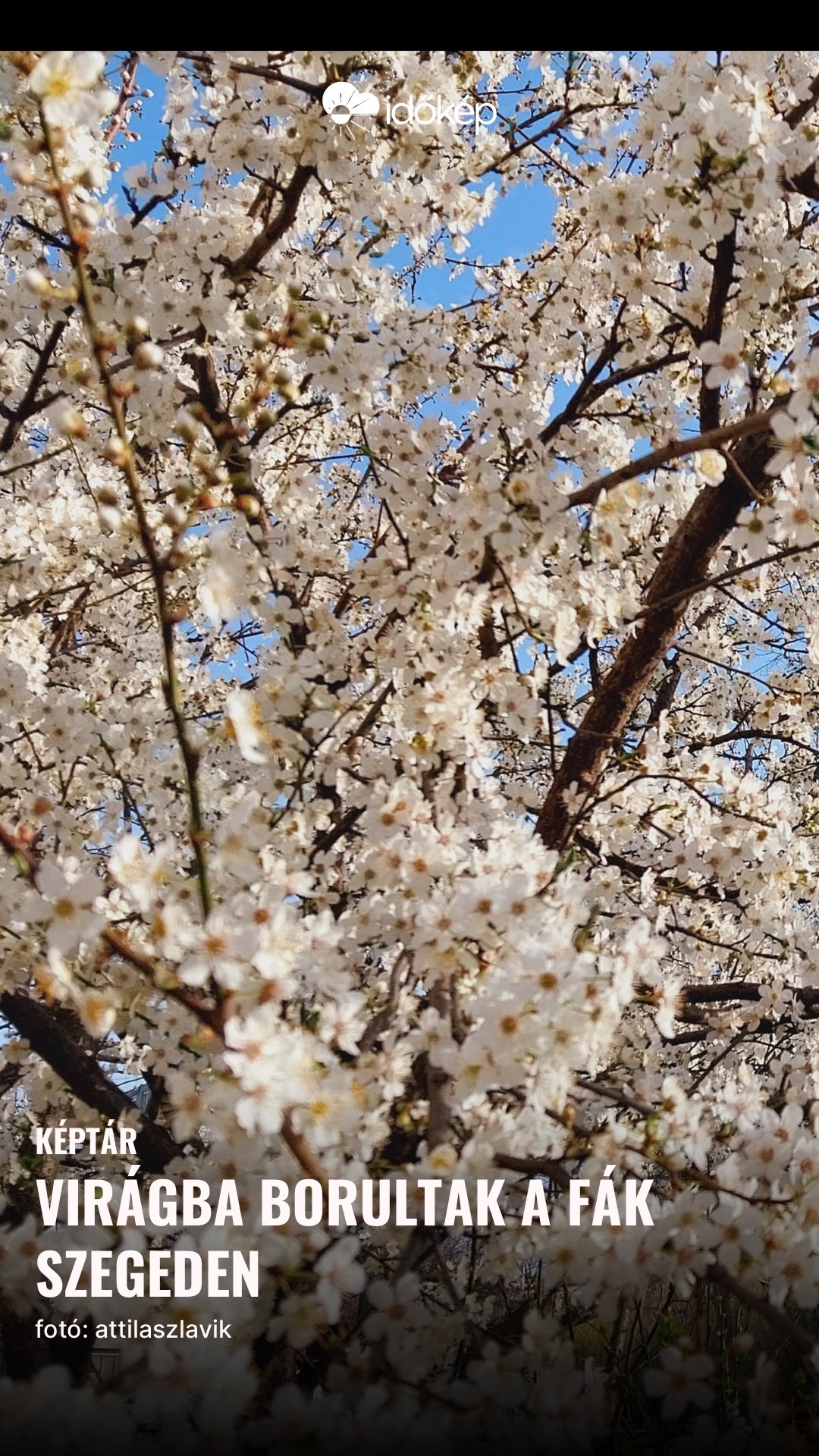 Virágba borultak a fák Szegeden 