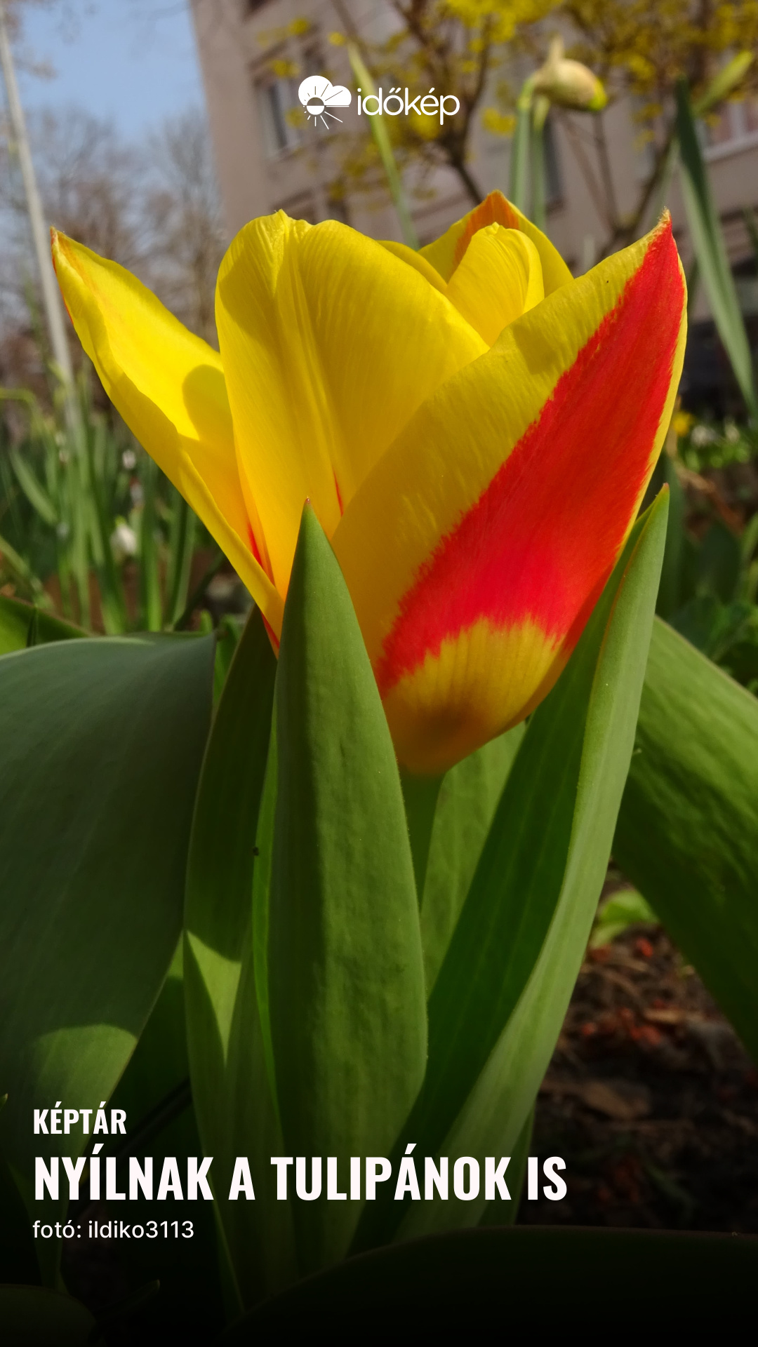 Nyílnak a tulipánok is