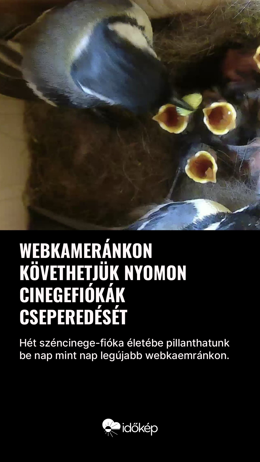 Webkameránkon követhetjük nyomon cinegefiókák cseperedését