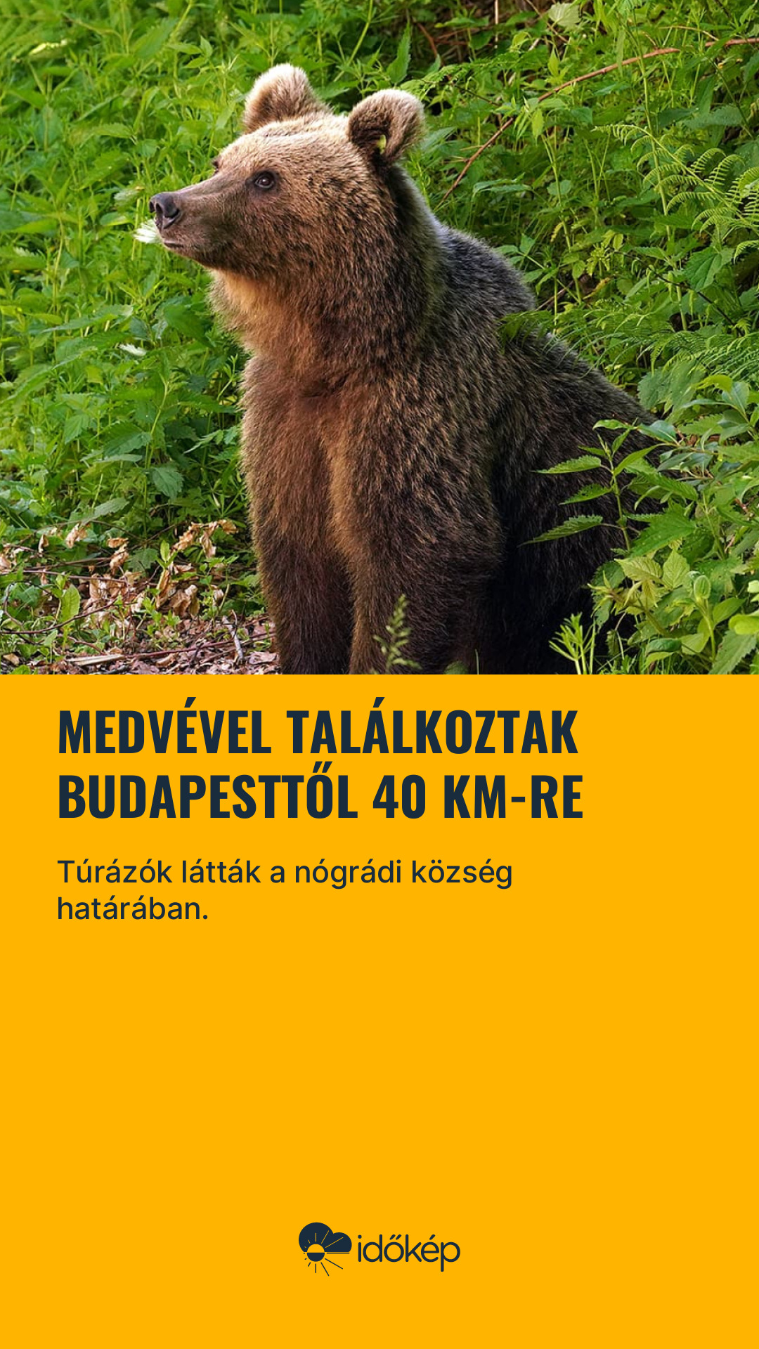 Medvével találkoztak Budapesttől 40 km-re